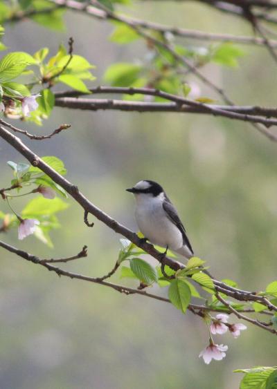 渡りの野鳥の交差点・飛島へ