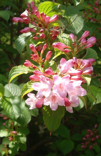 千里丘陵・花便り