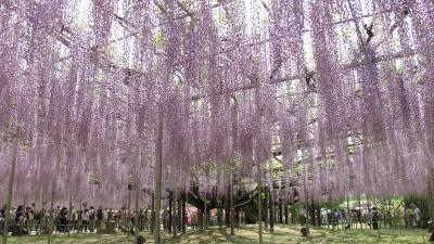 2010初夏　栃木・あしかがフラワーパーク