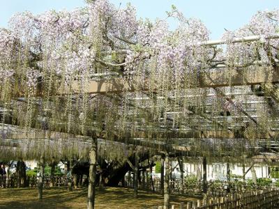 ＧＷ小さな旅を楽しむ・・・⑥騎西町玉敷神社の大フジ