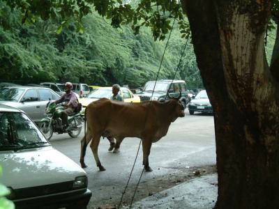 インド、野良牛
