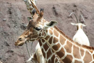 多摩動物園