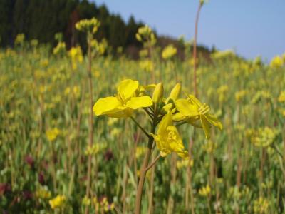 ちゃむた夫婦の“思い立ったが吉日♪”２０１０年ＧＷ、東北・道の駅めぐりの旅①～ちょっと早すぎた、菜の花まつり