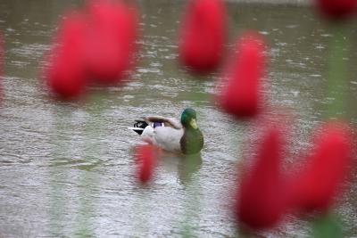 雨のスイスの過ごし方①