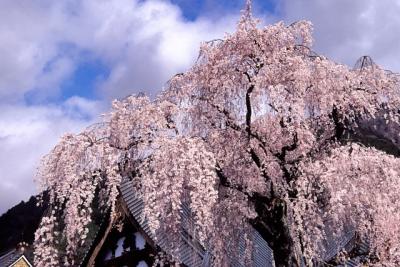 さくら、さくら１０