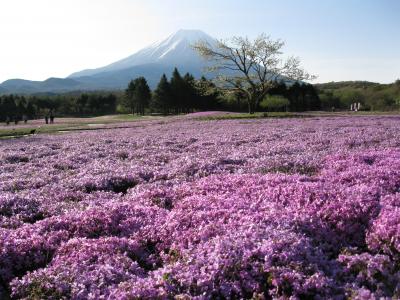 こんな景色が見たくって！！①富士芝桜まつり