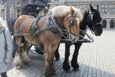 2010春、ドイツ・オランダ・ベルギーの旅(43/68)：4月19日(10)：アントワープ、馬車で市内散策、マルクト広場