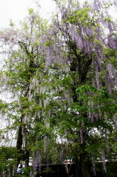 ２０品種・約２００本の藤の名所 春日大社神苑　「萬葉植物園」