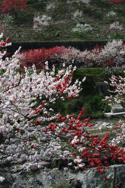 南信州　下伊那郡　　花桃の里