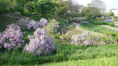 2010/5/5 GW三崎のマグロとお花