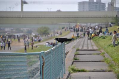 多摩川ゴールデンウィーク2/3