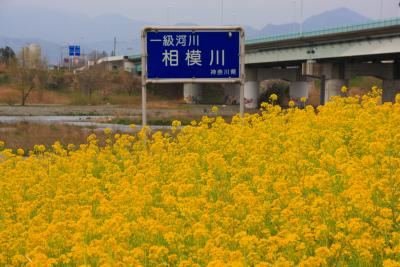 春を探して相模川を散策