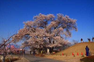 八代ふるさと公園の桜