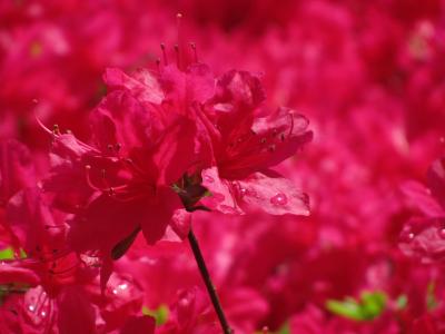 雨上がりの新緑の森林公園にてPowerShot SX 210 ISデビュー（1）ツツジと八重桜と白糸風の滝にハマった新緑の森林公園（PowerShot SX 200 ISとPowerShot SX 210 ISの写真のおまけ付）