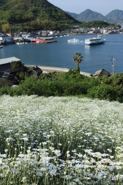 除虫菊の島 （尾道市因島）