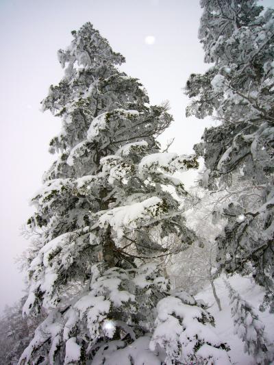 都内41年ぶりの降雪！ゲレンデへ急げ！日帰りかぐら(2009-2010シーズン 8回目)