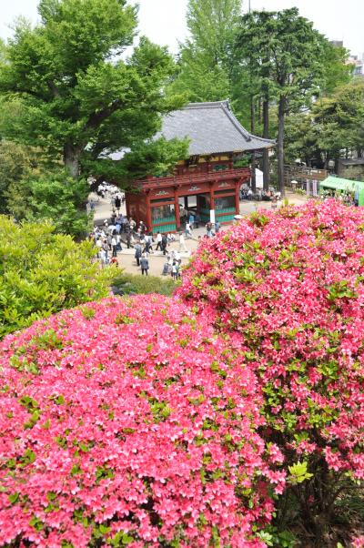 「　ツツジ咲く　根津神社～東大・本郷～旧岩崎邸　　みてあるき　」