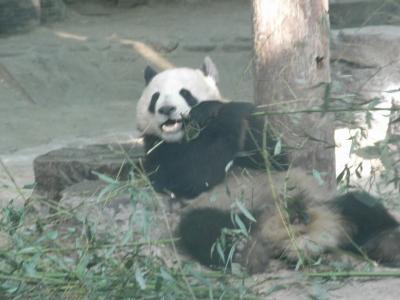 北京旅行　パンダと北京ダック　その２