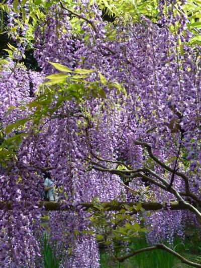 奈良の薫風に酔う【2】天平の夢を誘ってくれる春日大社神苑の藤満開