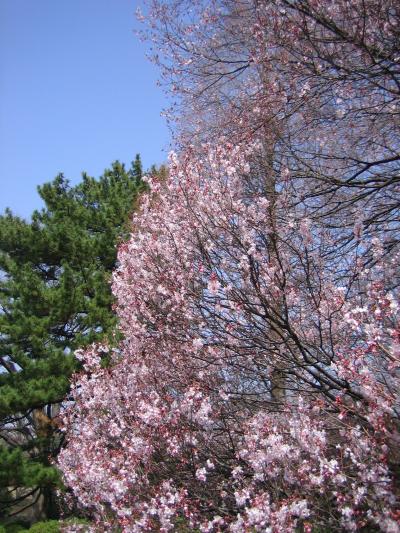 東京の桜