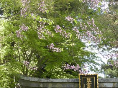 塩釜の桜～塩釜神社とお寿司～