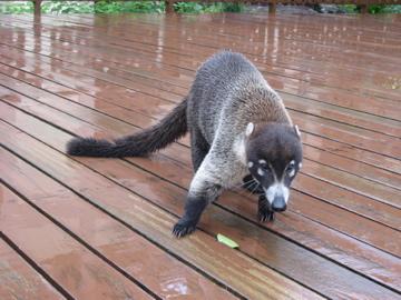 コスタリカ　後半戦は内陸へ　サンホセ～アレナル火山