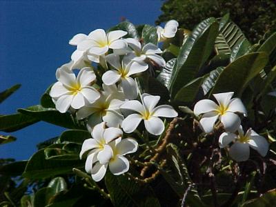 May Day Lei Day !!