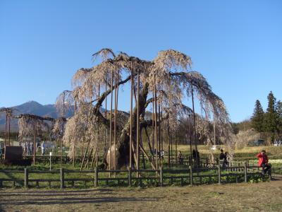 大糸桜