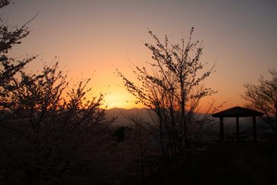 独り占めできた小山城跡の桜