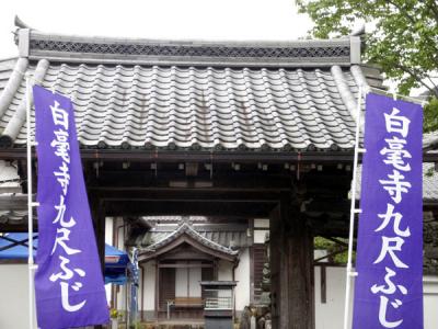 幻想の藤 「九尺藤」