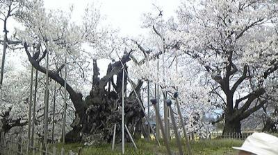 山高神代桜