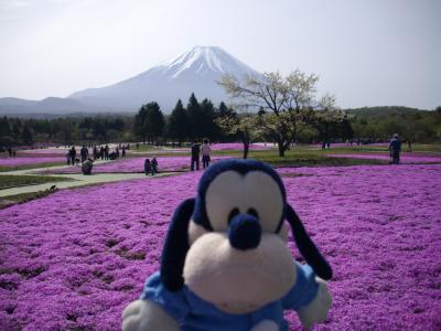 グーちゃん、富士芝桜を見に行く！（グー散歩/富士本栖湖編）