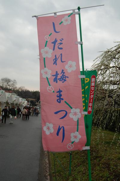 名古屋市農業センターにしだれ梅を見に行きました。