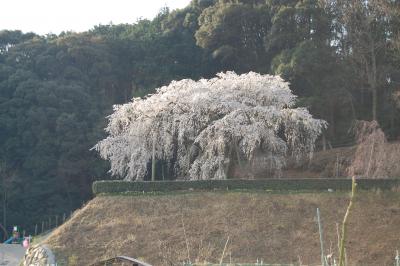 奥山田の枝垂桜を見に行きました。