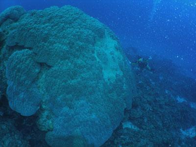 沖縄~2010梅雨の5日間・初日は到着ダイビング~