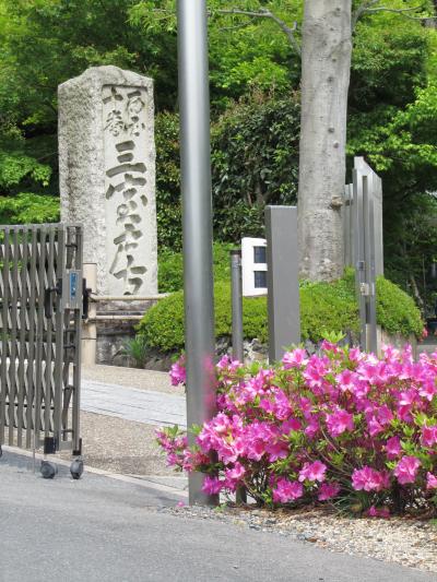 花のお寺　三室戸寺＜ツツジ，石楠花編＞