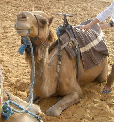モロッコぐるりん５♪ ラビリンスの旅　～サハラ砂漠でラクダ・ライディング