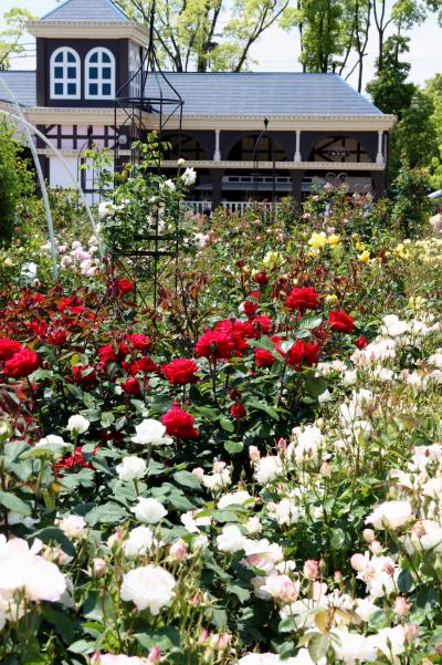 ６００種４０００株を誇るバラのテーマパーク　「ひらかたパーク ローズガーデン」