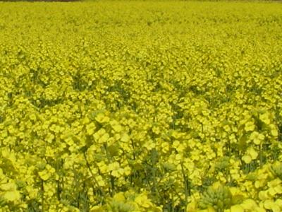 青森県　横浜町　菜の花フェスティバル