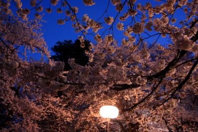 花鳥山で夜桜