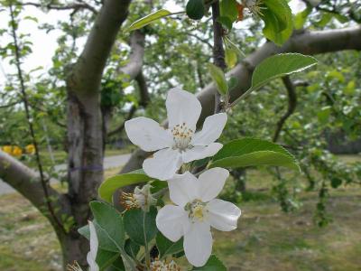 そおかぁりんごの花なぁ。