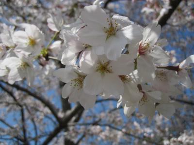 2010年4月　春の訪れはやっぱり桜から・・・ゴジラの撮影所の桜も見事！