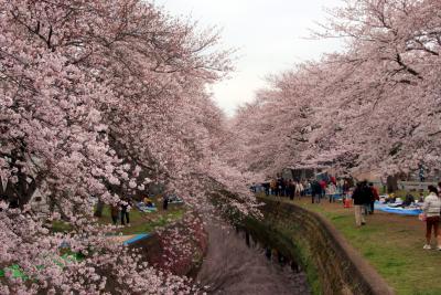 引地川沿いの桜並木