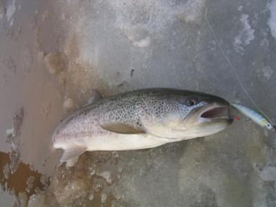 道北釣りの旅-2010-/幻のイトウさんが釣れました