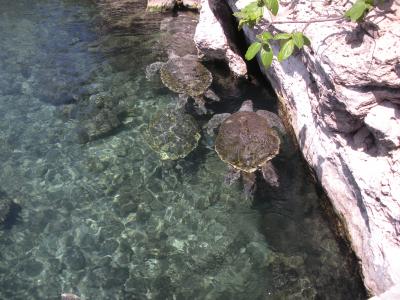 Xcaret Eco Park