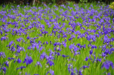 大田神社の「杜若」(かきつばた)を訪ねて。