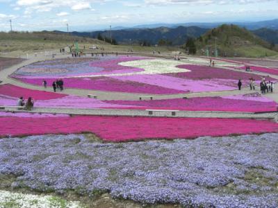 茶臼山高原　芝桜