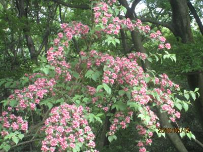 野川・初夏の草花。