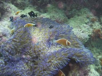 海も大地も都会も満喫　Austria 3rd-5th day@Great Barrier Reef