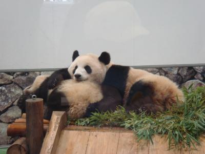 2010年5月　～　南紀白浜　アドベンチャーワールド　1of3　～